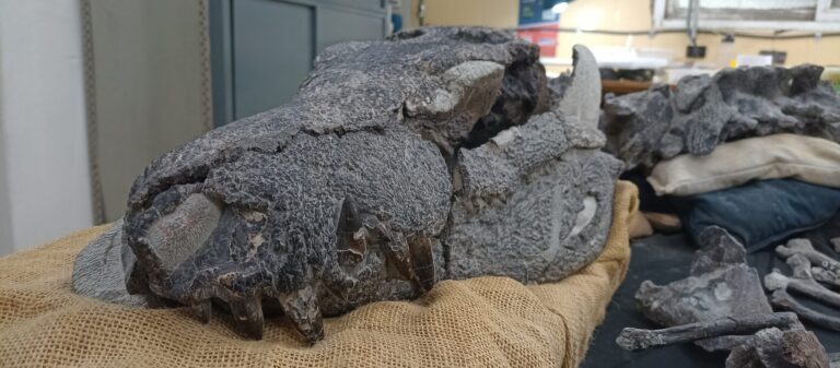 Descubren en la Patagonia austral una nueva especie de cocodrilo carnívoro de 70 millones de años