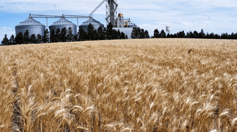 Implementan una nueva declaración jurada para molinos de trigo y que ayudará a combatir la informalidad