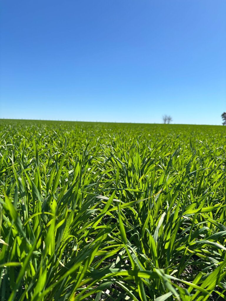 LOS PRODUCTORES BONAERENSES: KILÓMETRO 0 DE UN CAMPO LIMPIO