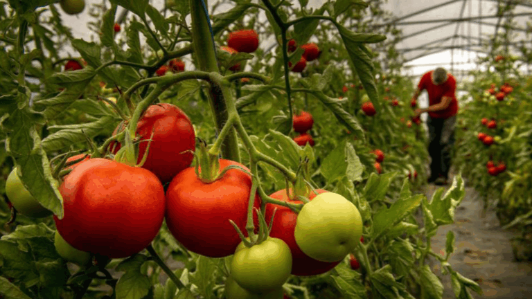 Productores correntinos alertan por la crisis del tomate.
