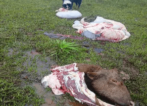 Ganaderos de Corrientes alertan sobre la invasión de cuatreros que ingresan desde Brasil