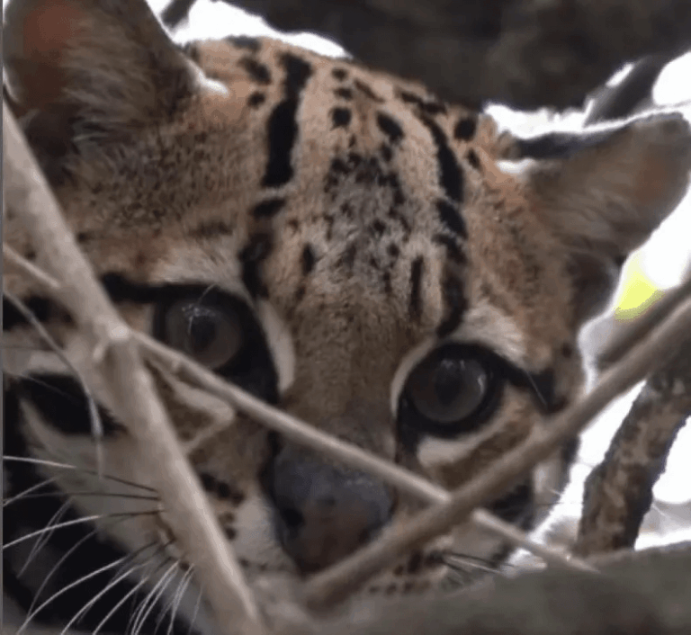 Comenzó la introducción del ocelote en los Esteros del Iberá