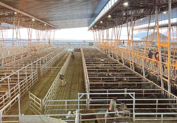 Vacunos: entrada acotada y subas en el Mercado Agroganadero de Cañuelas