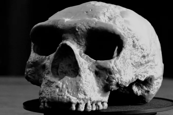 Reconstruyeron un cráneo de 1 millón de años que cambiaría la historia