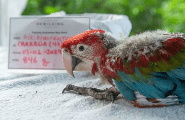 Asesinaron a Charrúa, el guacamayo rojo nacido en libertad en Corrientes: conmoción y repudio por el ataque