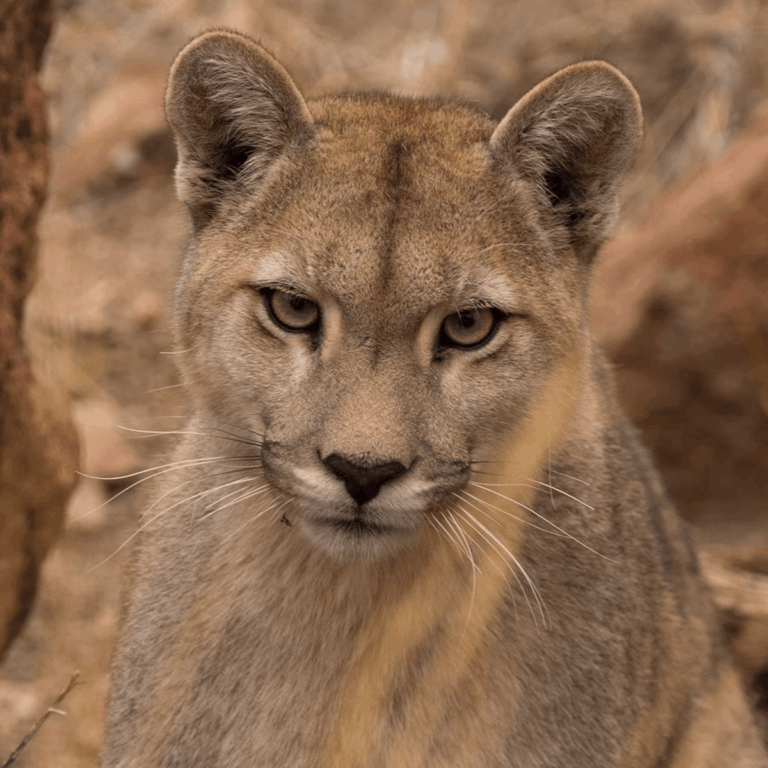 Avistaron a un puma con su cría