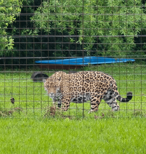 Corrientes reafirma su liderazgo en conservación: dos nuevos yaguaretés fueron liberados en el Iberá