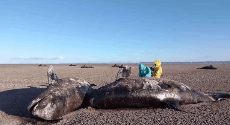Encontraron más de 20 orcas muertas en Tierra del Fuego.