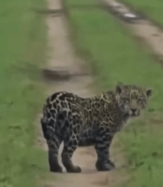 Corrientes: filmaron a un yaguareté silvestre en el portal San Nicolás