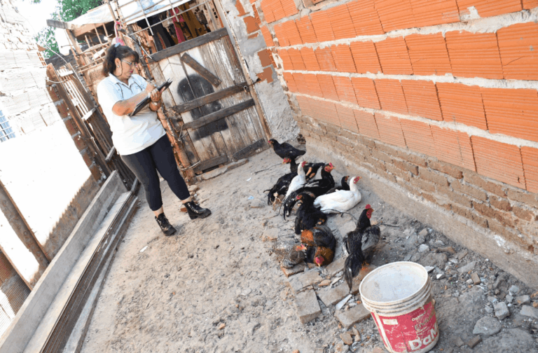 Nuevo rescate municipal de gallos y otros animales de un domicilio reincidente