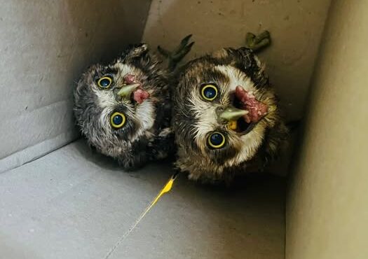 Rescataron unos búhos y aguardan su traslado al Centro Aguará
