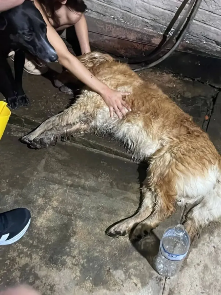 Mercedes: Un perro murió por el uso de pirotecnia
