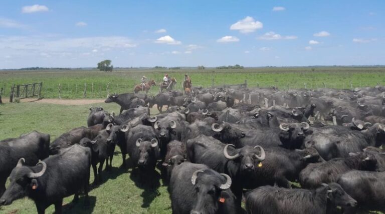 Carne de búfalos: Corrientes busca escalar un sector estratégico con productores e instituciones