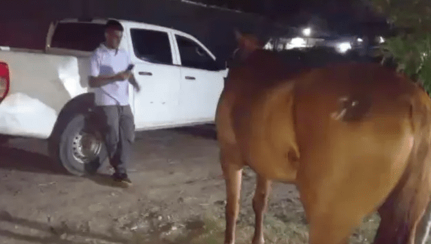 Recuperan una yegua pura sangre robada en zona de Punta Taitalo