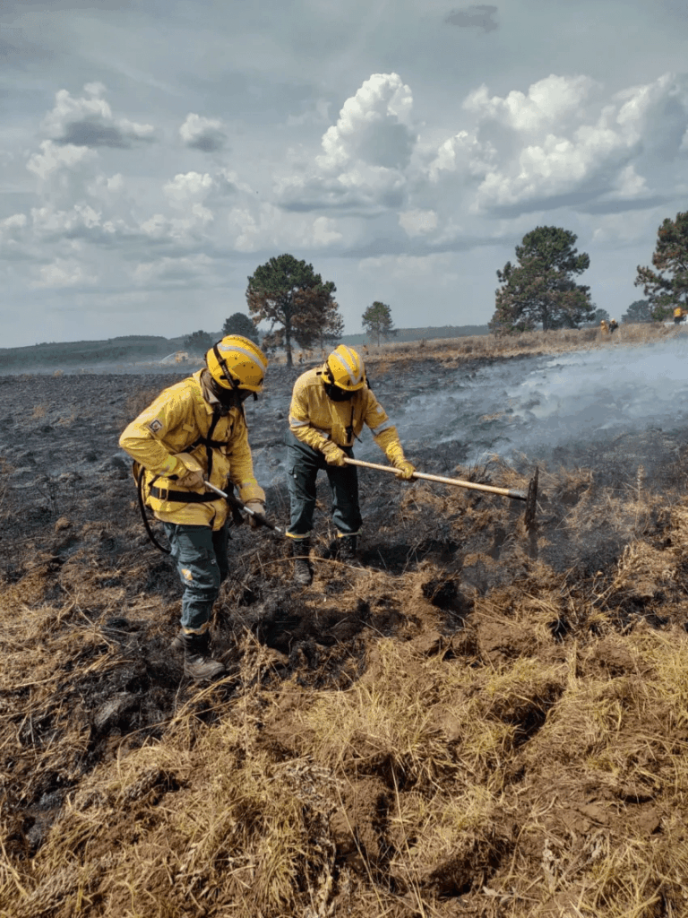 Incendios forestales: anticipan días críticos en Virasoro y Santo Tomé.