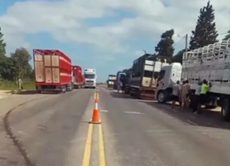 Frenaron camiones con hacienda proveniente de Corrientes por presencia de garrapatas
