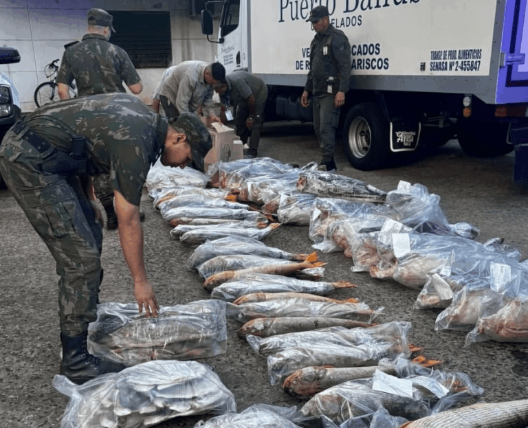 Golpe al tráfico de fauna íctica: incautan más de 700 kilos de especies protegidas en Ituzaingó