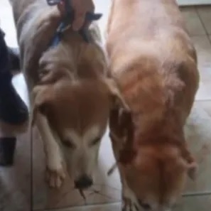 Un menor está internado mordido por perros: «Ya hubo denuncias en 2024»