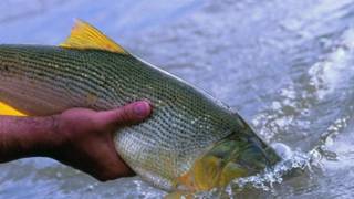 Dorado con transmisor científico en aguas de Corrientes, afectado por un caso de pesca ilegal.
