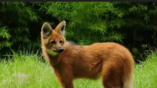 Aguará guazú, zorro grande de la región, en su hábitat natural en los esteros correntinos.
