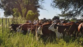 Ganado en un campo, representando el sector ganadero con optimismo para inversiones.