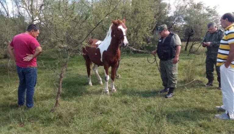 Operativo de rescate de un caballo en una propiedad rural de Curuzú Cuatiá, Corrientes.