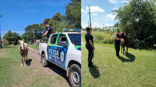 Efectivos policiales junto a caballos secuestrados en un operativo en San Cosme, Corrientes.