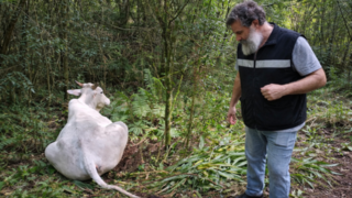 Operativo de control sanitario del Senasa en campo correntino