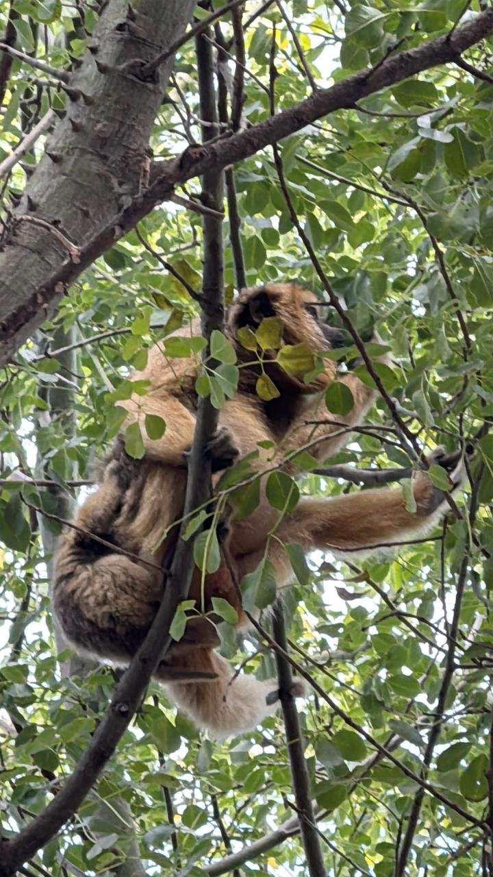 Monos carayá en árboles del parque Mitre de Corrientes