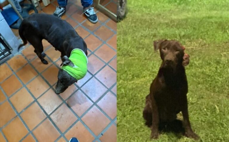 Audiencia judicial en Corrientes por caso de crueldad animal
