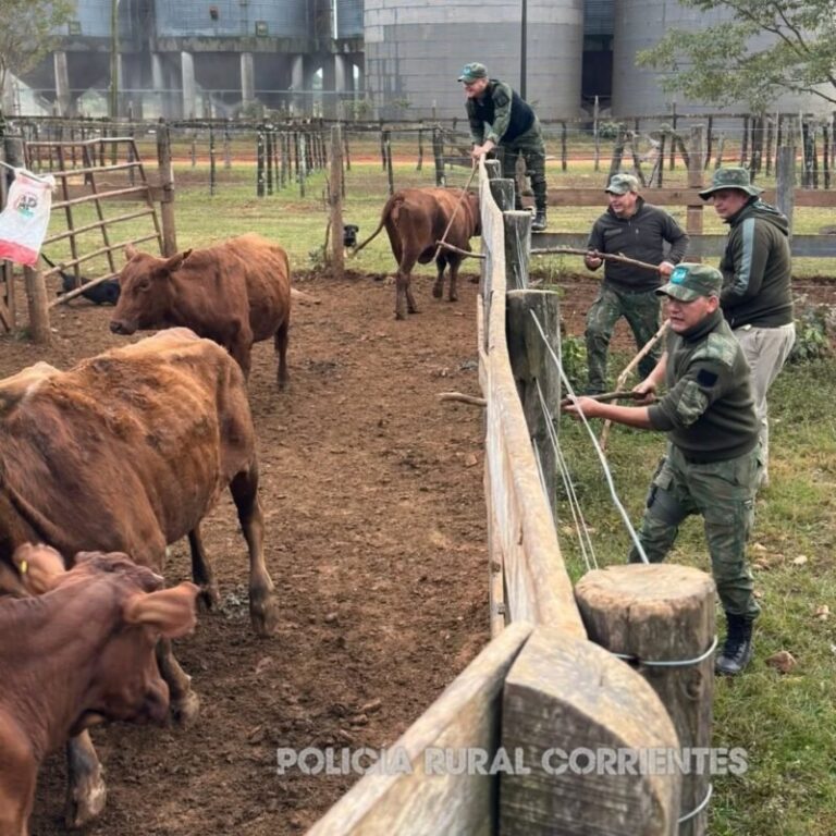 Camiones con ganado interceptados por la Policía Rural en Santo Tomé