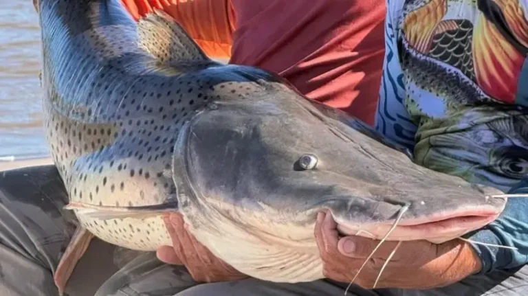 Surubíes en el río Paraná durante veda extraordinaria en Corrientes