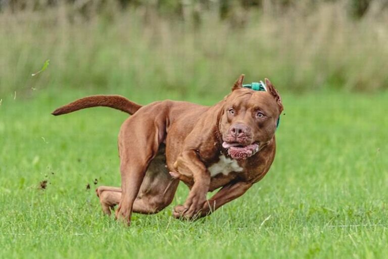 Perro pitbull en la vía pública