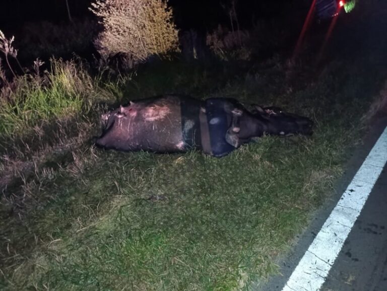 Colectivo volcado en banquina tras chocar contra un búfalo en ruta correntina