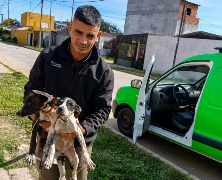 Dos cachorros desnutridos rescatados en el barrio Jardín de Corrientes